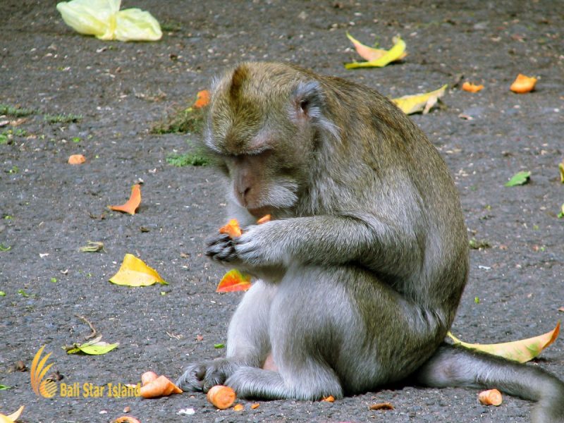 macaca fascicularis, alas kedaton, monkeys, forest, monkey forest, bali, places, places of interest, bali places of interest