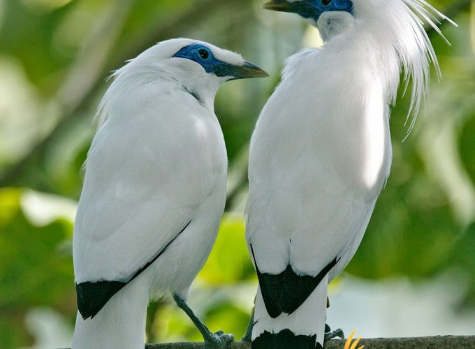 west national park tour jalak bali, starling, west bali national park full day tour