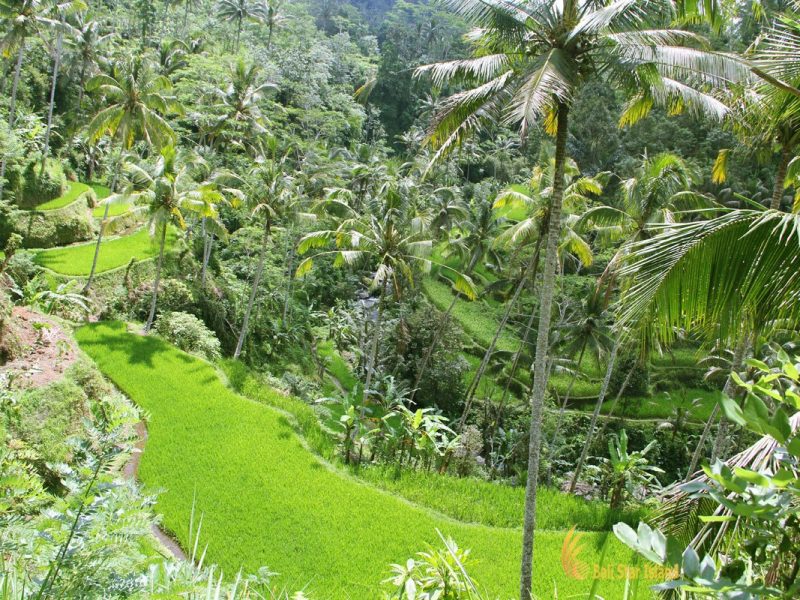 rice terrace, gunung kawi, bali, gianyar, temples, archaeological sites, places to visit, ubud