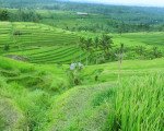 resources, jatiluwih, bali, unesco, world, heritages, sites, rice, paddy, terrace, rice terrace, jatiluwih rice terrace, unesco world heritages