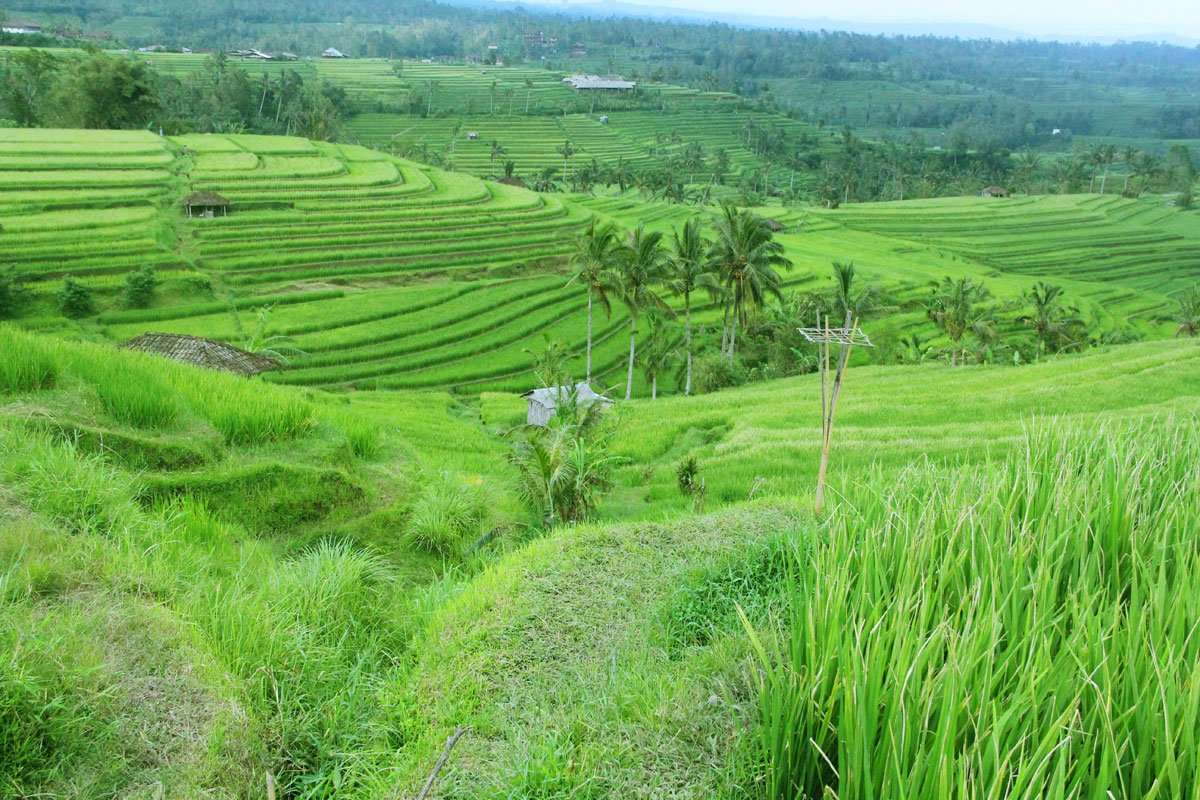 The UNESCO Heritage Jatiluwih Rice terrace 