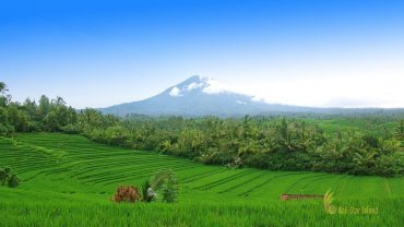 Jatiluwih VW safari trip belimbing rice terrace, bali, tabanan, rice terrace, belimbing village, bali rice terrace, places, places to visit, bali places to visit