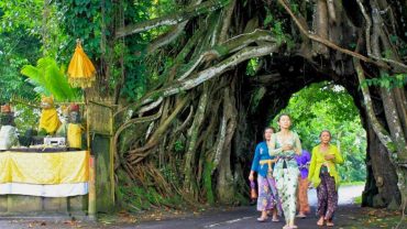 bali, bunut bolong, place of interest, bunut bolong bali, hollow, banyan tree, hollow banyan tree, bali hollow banyan tree