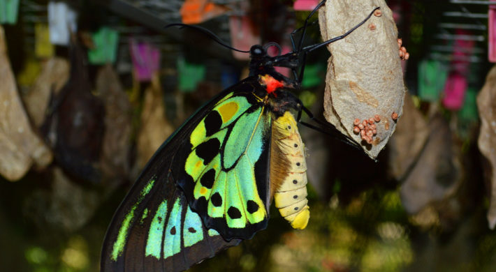 Bali Butterfly Park | Tabanan Places to Visit