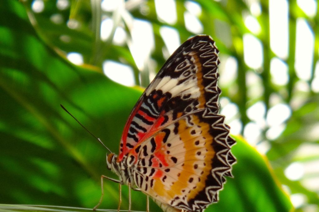 Bali Butterfly Park Tabanan Places to Visit