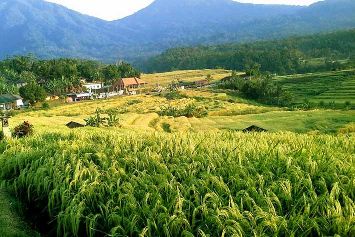 Jatiluwih Rice Terrace - The UNESCO Heritage Site