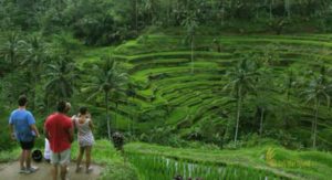 places of interest, bali places of interest, tegalalang rice terrace