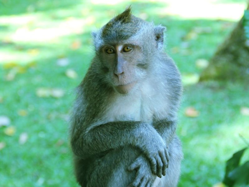 sangeh, monkey, forest, bali, places, interest, sangeh monkey forest, what to see