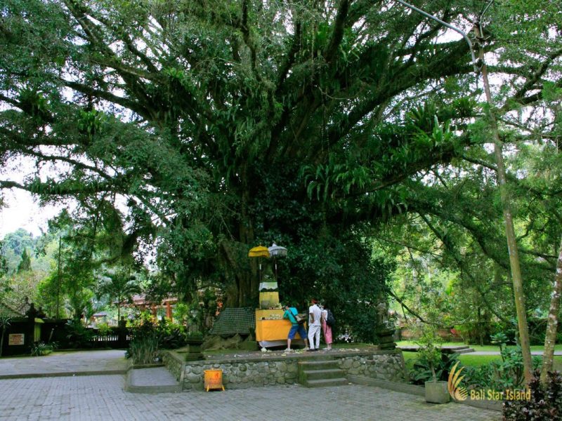 banyan tree, tampak siring, bali, holy, water, temple, tampak siring temple, holy spring temple