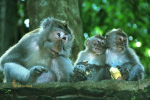 Macaca fascicularis, ubud, monkey, forest, bali, places, interest, ubud monkey forest, monkey forest, places of interest, bali places of interest, places to visit