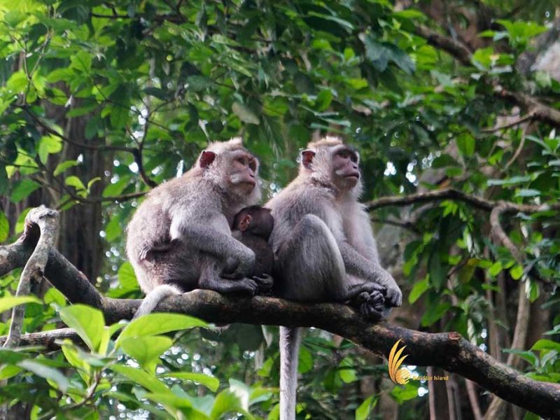 alas kedaton, monkeys, forest, monkey forest, bali, places, places of interest, bali places of interest