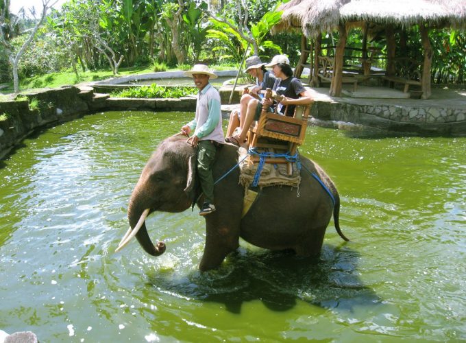 Elephants safari by True Bali bali, sumatra, elephant, ride, riding, safari, camp, bali elephant, sumatra elephant, bali elephant camp, elephant safari, elephant ride, elephant safari ride, bali elephant safari, bali elephant ride, bathing pool