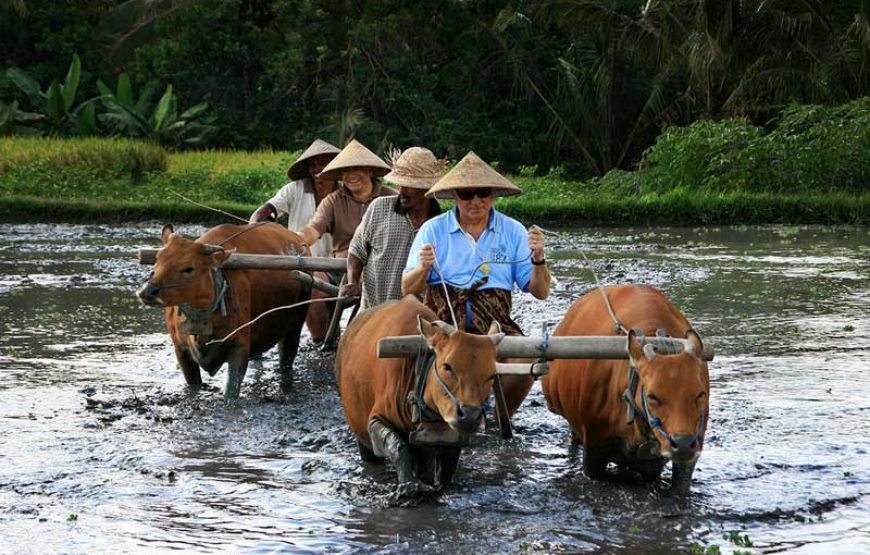 Traditional Way Farming Tour | Bali Shore Excursions