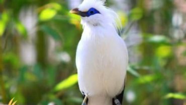 jalak bali, bali west national park, place of interest