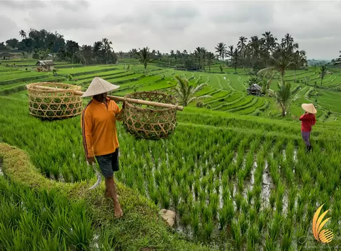 subak, subak irrigation
