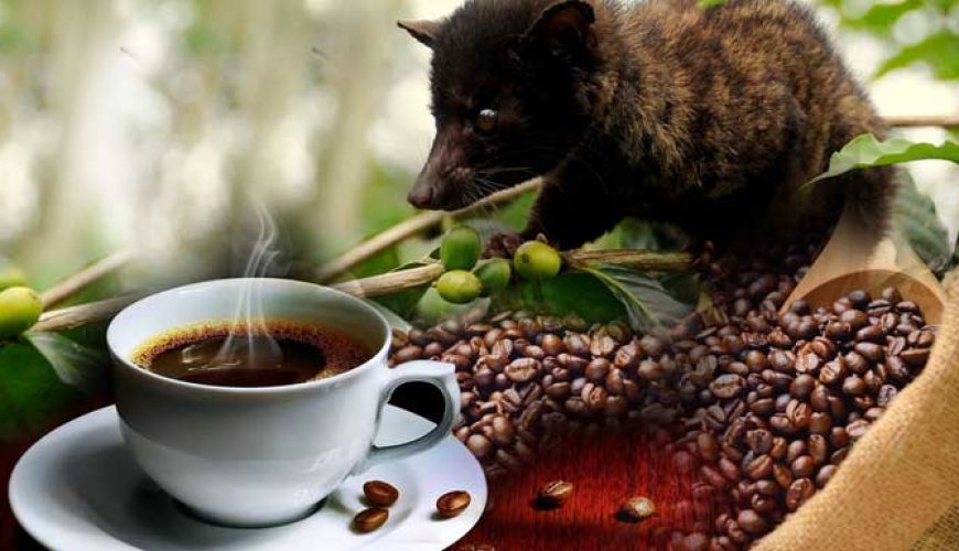 bali coffee, bali coffee plantations, luwak coffee