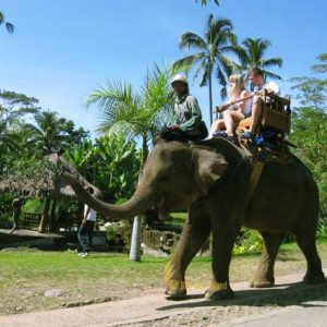 bali elephant camp, elephant camp, elephant ride, bali elephant ride