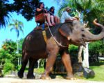bali trip package, elephant, sumatra, camp, bali elephant, bali elephant camp, safari, elephant safari, elephant riding, elephant safari ride