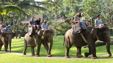 bali elephant ride, bali, elephant, safari, ride, bali elephant, elephant safari, bali elephant safari, elephant safari ride, elephant ride safari