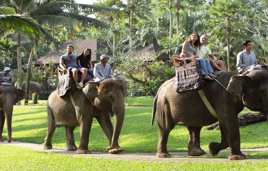 Bali Elephants Camp Ubud Elephants Safari Ride Activities
