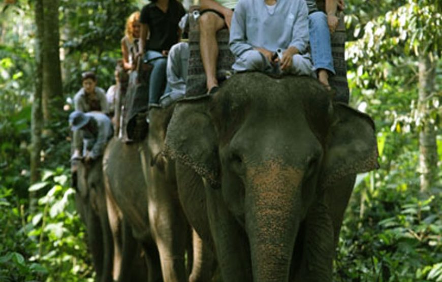 Mason Elephant Safari Park – Taro