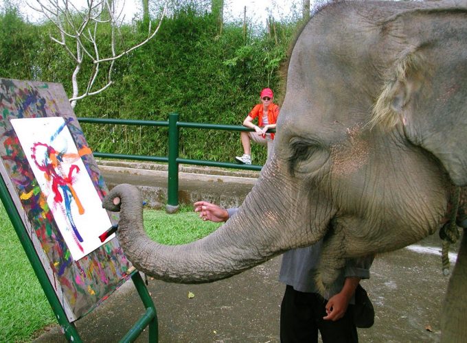 Elephants safari ride by Mason elephant painting show bali elephant bali elephant safari bali elephant safari park