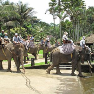 elephant bathing pool, elephant bathing pool access, bali elephant, bali elephant safari, bali elephant safari park