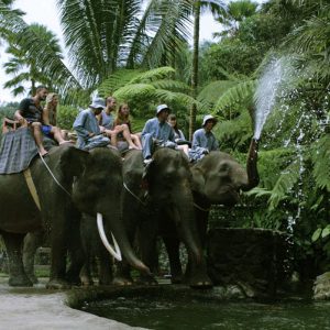 elephant water flashing, bali elephant, bali elephant safari, bali elephant safari park
