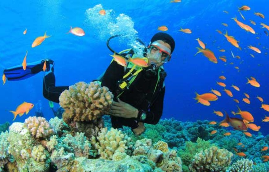 Bali Dive at Menjangan – Diving Wide Package