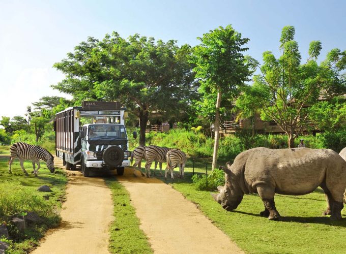 Rhino Package on Bali Safari