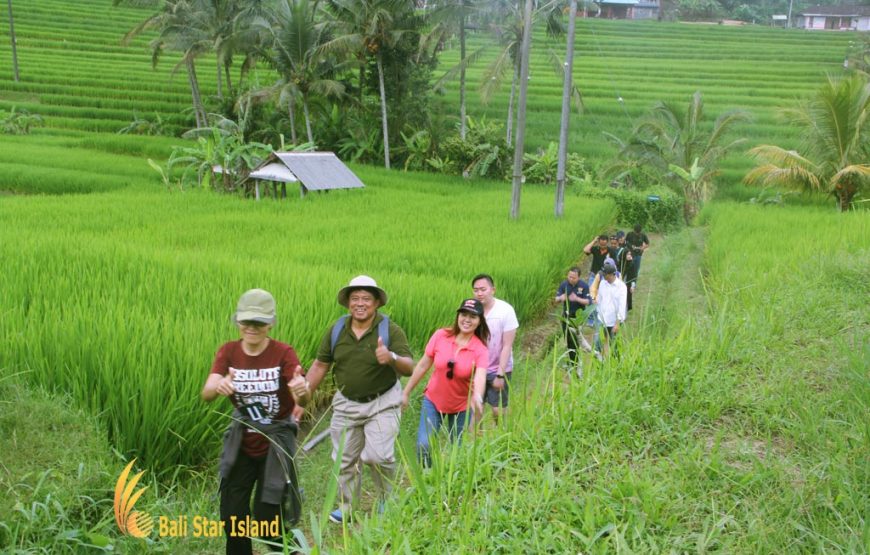 Jatiluwih Rice Terrace Expedition | Bali VW Safari Tours (BLFD.21)