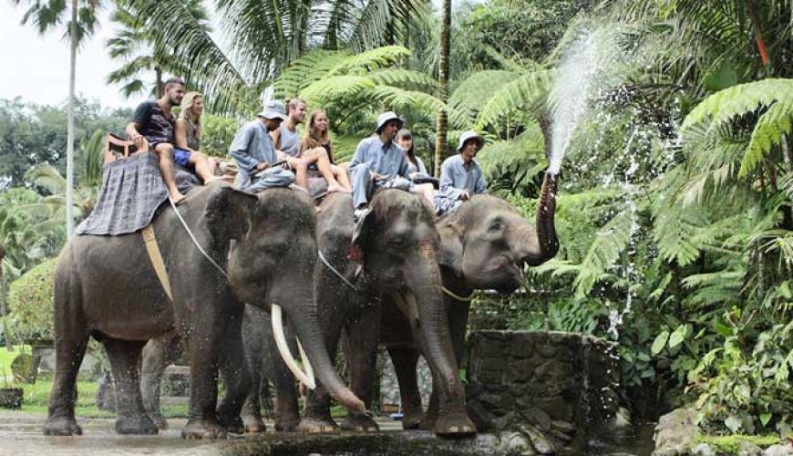 mason elephant, mason elephant safari, elephant safari park, tourist attractions