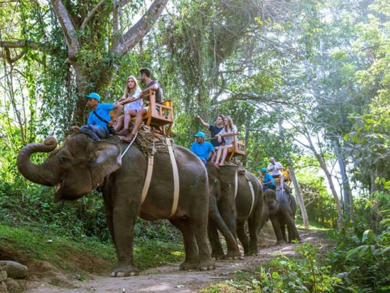 bali zoo adventure, bali zoo, bali zoo elephant, zoo elephant, bali zoo elephant ride, bali zoo elephant expedition