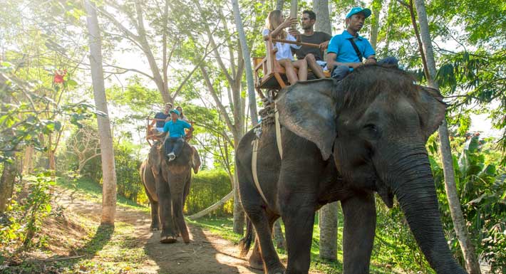 bali zoo, bali elephant ride, bali elephant ride tour, elephant ride tour, bali zoo elephant expedition