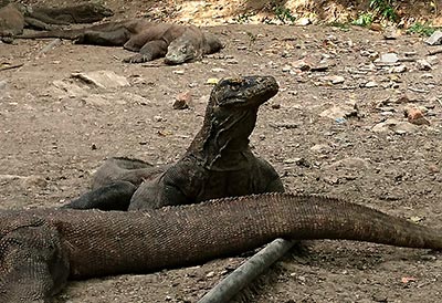 Komodo dragon habitats alive