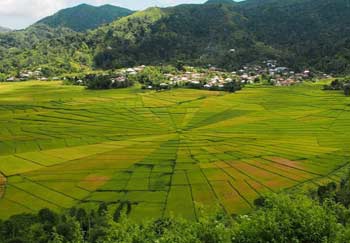 lodok rice field, cancar village, spider web rice field, flores tour