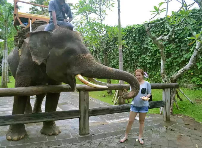 Bali Zoo and Rafting Package elephant shows, bali zoo, bali, elephant, rafting, packages, adventures, elephant ride, elephant rafting, bali zoo elephant, elephant rafting packages, bali adventure packages