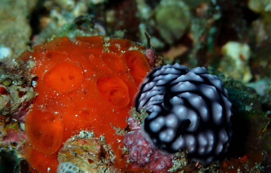 Bali Dive at Padang Bai – Blue Lagoon Dive Site