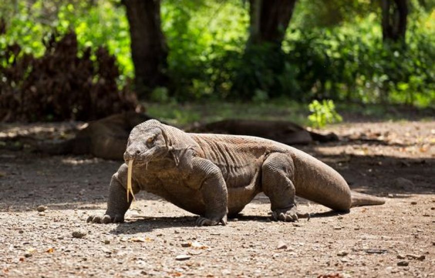 KOMODO DRAGONS 2-DAY TOUR – OVERNIGHT IN THE HOTEL (KMD.03)