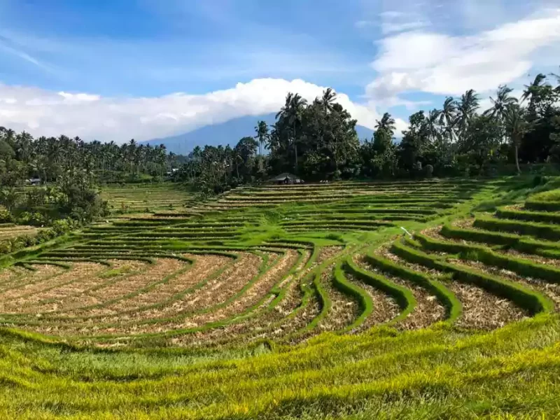 belimbing rice terrace, belimbing village, belimbing rice terrace tabanan, west Bali rice terrace, harvesting