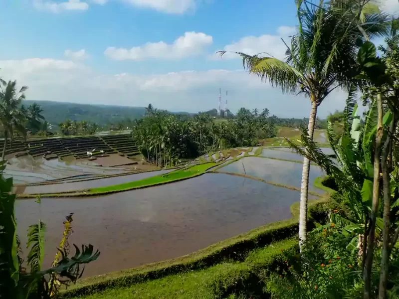 belimbing rice terrace, belimbing village, belimbing rice terrace tabanan, west Bali rice terrace, Bali landscape view