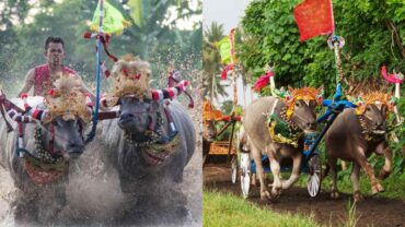 Makepung Lampit, Traditional buffalo race Bali, Bali cultural festival, West Bali travel experience