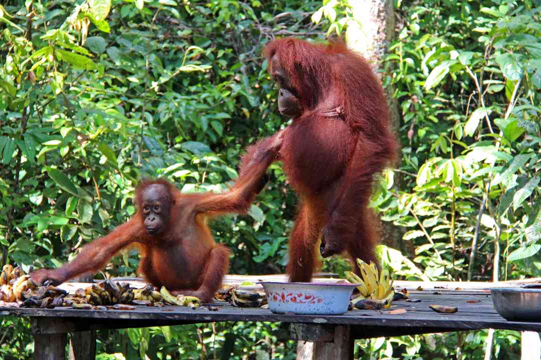Borneo orangutan, Tanjung Puting National Park, Borneo wildlife tour, Orangutan tour Indonesia, Klotok river cruise Borneo, Wildlife adventure Kalimantan, Dayak tribe culture Borneo, Bali Star Island