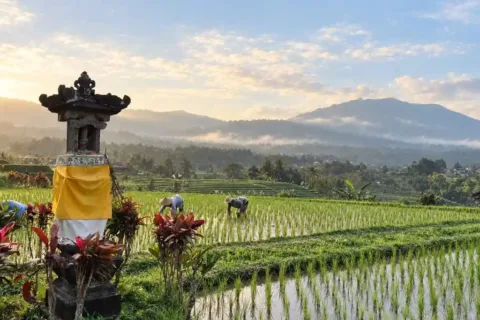 Farmers working in rice fields during the Jatiluwih Tanah Lot Tour