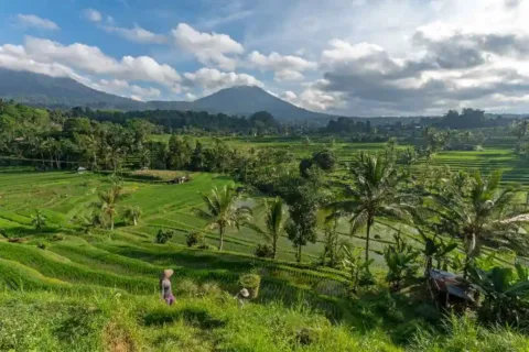 Panoramic Jatiluwih Rice Terrace on the Jatiluwih Tanah Lot Tour