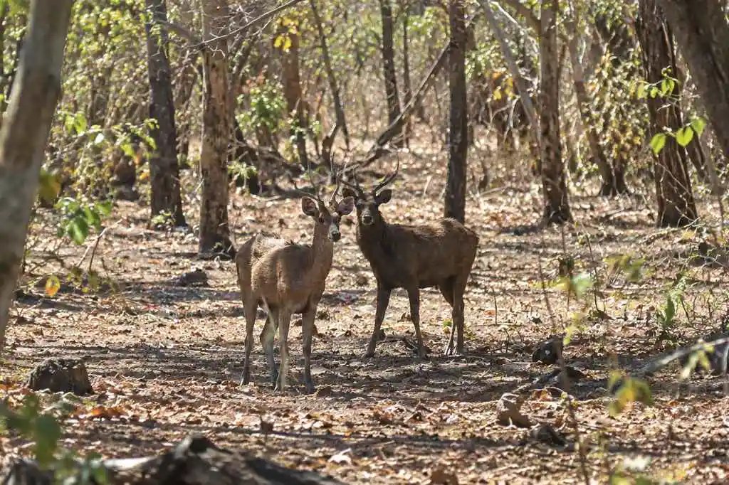 Deer standing on a natural trail in West Bali forest