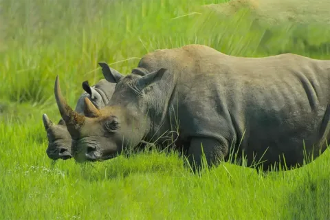Two rhinos grazing together at Bali Safari Marine Park during the Bali Safari Rhino Package experience