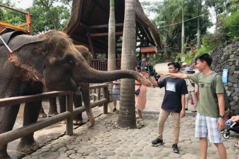Visitor interacting with an elephant at Bali Zoo