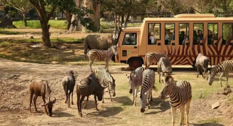 Safari expedition through Bali Safari Marine Park with the Jungle Hopper Package