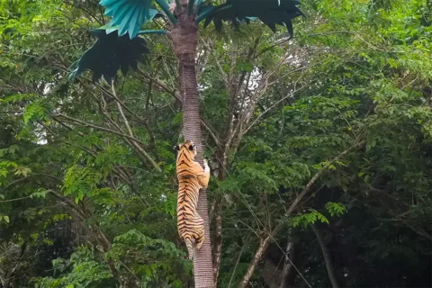 Tiger climbing a tree during an animal presentation at Bali Safari Marine Park